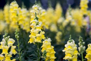 Hledík větší (Antirrhinum majus) – pixy_nook / Shutterstock
