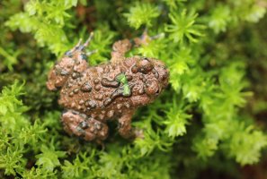 Kuňka velká (Bombina maxima) – Miroslav Hlavko / Shutterstock