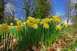 Narcis žlutý (Narcissus pseudonarcissus) – PJ photography / Shutterstock