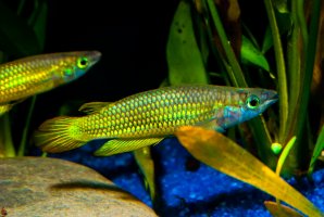 Štikovec páskovaný (Aplocheilus lineatus) – Andrzej Zabawski / Shutterstock