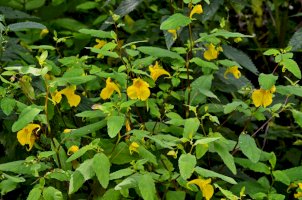 Netýkavka nedůtklivá – weha / Shutterstock