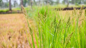 Ježatka kuří noha (Echinochloa crus-galli) – Sudhakar Bisen / Shutterstock