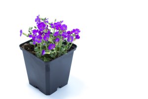 Kvetoucí tařička zahradní (Aubrieta × hybrida) – LuXpics / Shutterstock