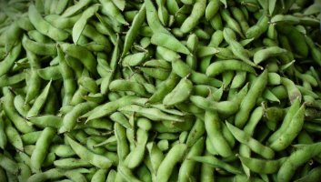 Syrový edamam (Glycine max), sesbírané lusky – I Made Rai Yasa / Shutterstock