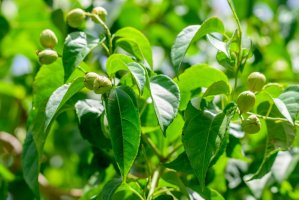 Kroton (Croton tiglium) – pisitpong2017 / Shutterstock