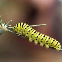 Housenka otakárka fenyklového (Papilio machaon) – Nikilev / Shutterstock