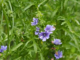 Čekanka štěrbák (Cichorium endivia) – ElenVik / Shutterstock