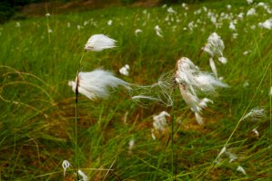 Suchopýr úzkolistý (Eriophorum angustifolium) – juerginho / Shutterstock