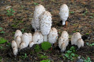 Hnojník obecný (Coprinus comatus) – Randy Bjorklund / Shutterstock