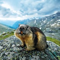 Svišť (Marmota marmota) – Ondrej Prosicky / Shutterstock