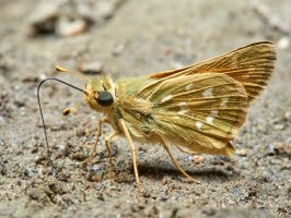 Soumračník čárkovaný (Hesperia comma) – Macronatura.es / Shutterstock