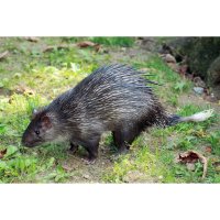 Osinák africký (Atherurus africanus) – Michal Sloviak / Shutterstock