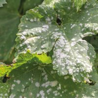 Uncinula – LS92 / Shutterstock