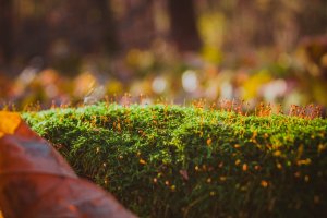 Rokyt cypřišovitý (Hypnum cupressiforme) – Irina Flamingo / Shutterstock