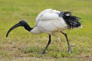 Ibis posvátný (Threskiornis aethiopicus) – Christian Musat / Shutterstock