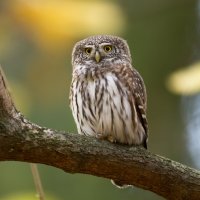 Kulíšek nejmenší (Glaucidium passerinum) – Marcin Perkowski / Shutterstock