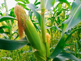 Porost kukuřice seté (Zea mays) – AmBNPHOTO / Shutterstock