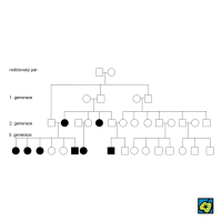 Lidský rodokmen: □ muži, ● ženy; sledovaný znak vyznačen černě – CoJeCo.cz (CC BY-SA 4.0)