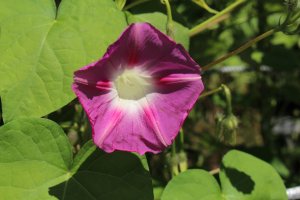 Povijnice nachová (Ipomoea purpurea; syn. Pharbitis purpurea) – RukiMedia / Shutterstock