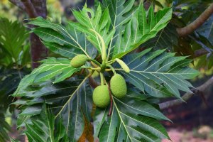 Chlebovník obecný (Artocarpus altilis) z čeledi morušovníkovitých – Intorn2561 / Shutterstock