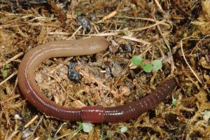 Žížala obecná (Lumbricus terrestris) – Liz Weber / Shutterstock