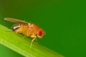 Octomilka obecná (Drosophila melanogaster) – Studiotouch / Shutterstock