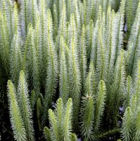 Prustka obecná (Hippuris vulgaris) – Profimedia.cz