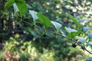 Jedovaté plody rulíku zlomocného (Atropa belladonna) – staclu / Shutterstock
