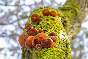 Jidášovo ucho (Auricularia auricula-judae) – Jaroslav Machacek / Shutterstock