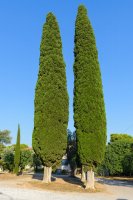 Cypřiš vždyzelený (Cupressus sempervirens) – CoinUp / Shutterstock