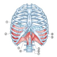 Brániční sval v hrudníku– VectorMine / Shutterstock