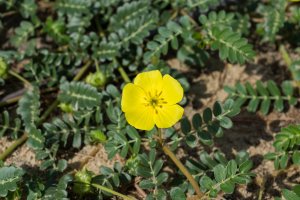 Kvetoucí kotvičník zemní (Tribulus terrestris) – NOPPHARAT247865 / Shutterstock