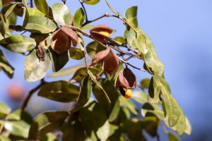 Copaifera langsdorffii, detail stromu, větvička s listy a plody – JH Bispo / Shutterstock