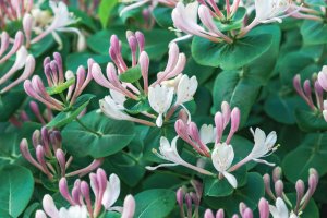 Zimolez kozí list (Lonicera caprifolium) – Nadya So / Shutterstock