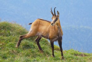 Kamzík horský (Rupicapra rupicapra) – Real PIX / Shutterstock