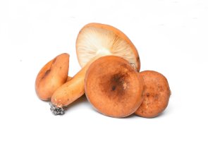 Ryzec syrovinka (Lactarius volemus) – milart / Shutterstock
