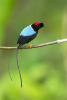 Pipulka dlouhoocasá (Chiroxiphia linearis) – Milan Zygmunt / Shutterstock