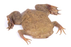 Pipa americká (Pipa pipa) – reptiles4all / Shutterstock