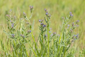 Pilát lékařský (Anchusa officinalis) – Ihor Hvozdetskyi / Shutterstock