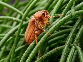 Chroustek letní (Amphimallon solstitialis) – Macronatura.es / Shutterstock