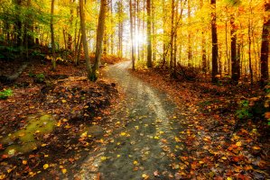 Podzimní zbarvení listnatých stromů – Muskoka Stock Photos / Shutterstock