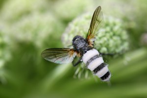 Entomofágní houba hmyzomorka muší (Entomophthora muscae) – Henri Koskinen / Shutterstock