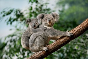 Koala medvídkovitý (Phascolarctos cinereus)– slowmotiongli / Shutterstock