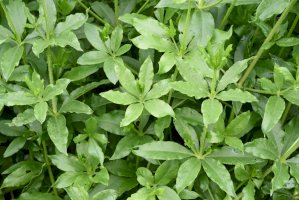 Mořena barvířská (Rubia tinctorum) – Manfred Ruckszio / Shutterstock