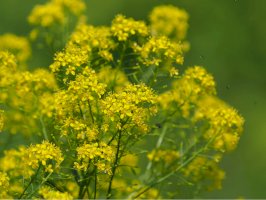 Boryt barvířský (Isatis tinctoria) – Toni Genes / Shutterstock
