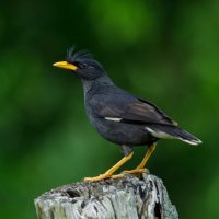 Majna hnědá (Acridotheres fuscus) – sirichai2514 / Depositphotos