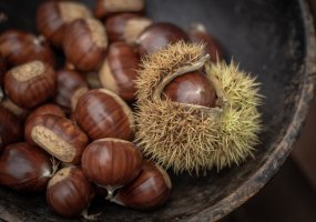Ostnitá číška kaštanovníku jedlého (Castanea sativa) – Alice-D / Shutterstock