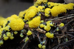 Fuligo – Janny2 / Shutterstock