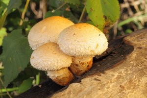 Šupinovka zhoubná (Pholiota destruens) – Rashid Valitov / Shutterstock