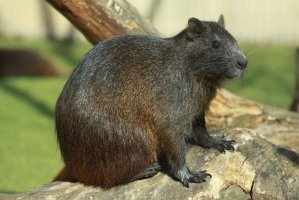 Hutie kubánská (Capromys pilorides) – Michal Sloviak / Shutterstock